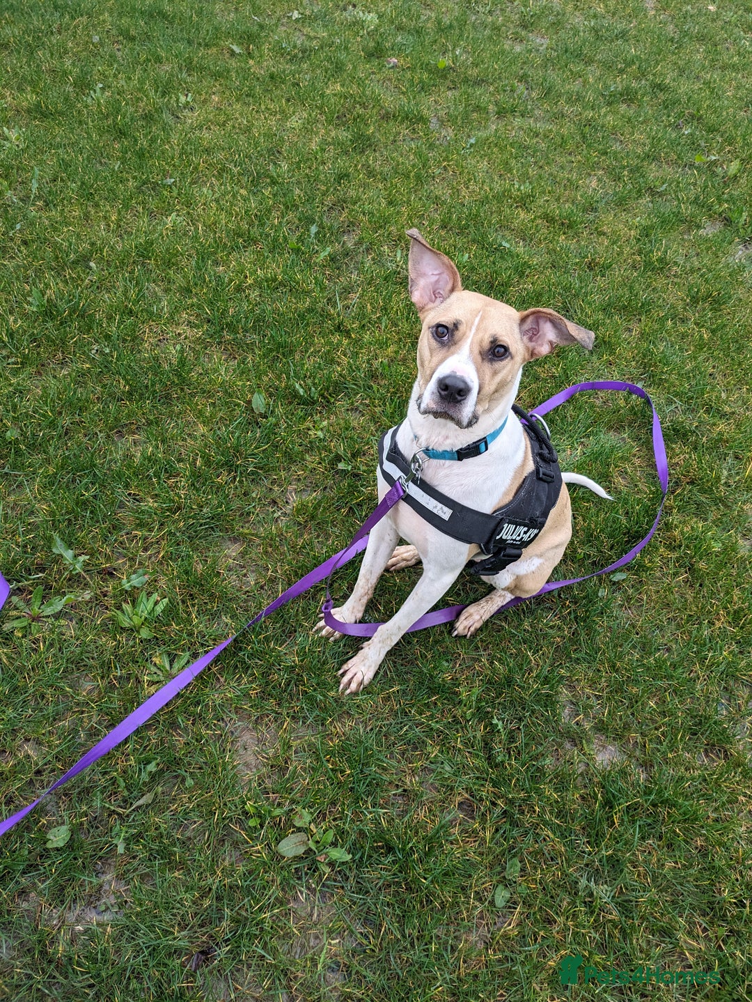Mixed Breed dogs for sale: Beautiful and loving Cretan Hound cross  - Image 11