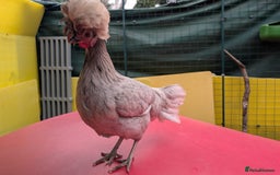 Chickens poultry for sale: 7 mixed bantams hens, polish, pekin and more - Image 2