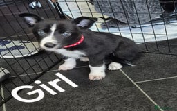 Mixed Breed dogs for sale: Collie X pups  - Image 3