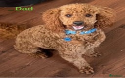 Cockapoo dogs for sale: F1 Cockapoo Puppy - Image 6