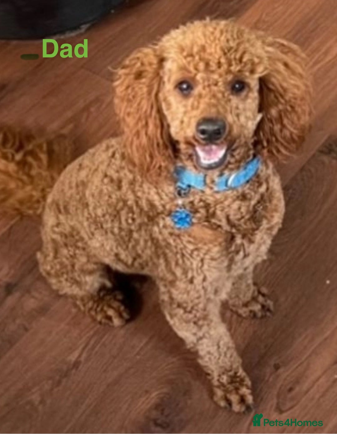 Cockapoo dogs for sale: F1 Cockapoo Puppy - Image 6