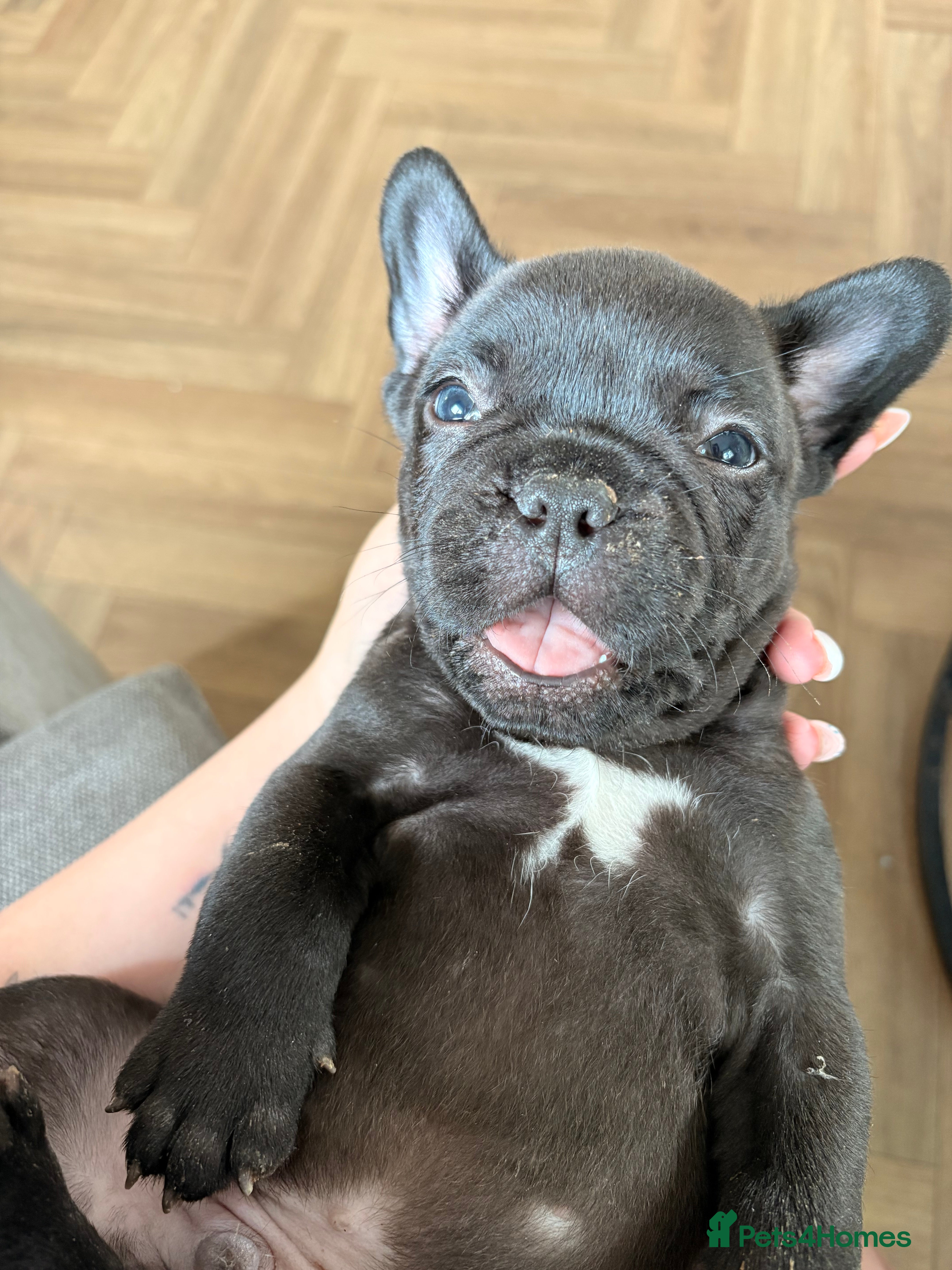 French Bulldog dogs french bulldog puppy READY TO LEAVE 1 LEFT  - Advert 15