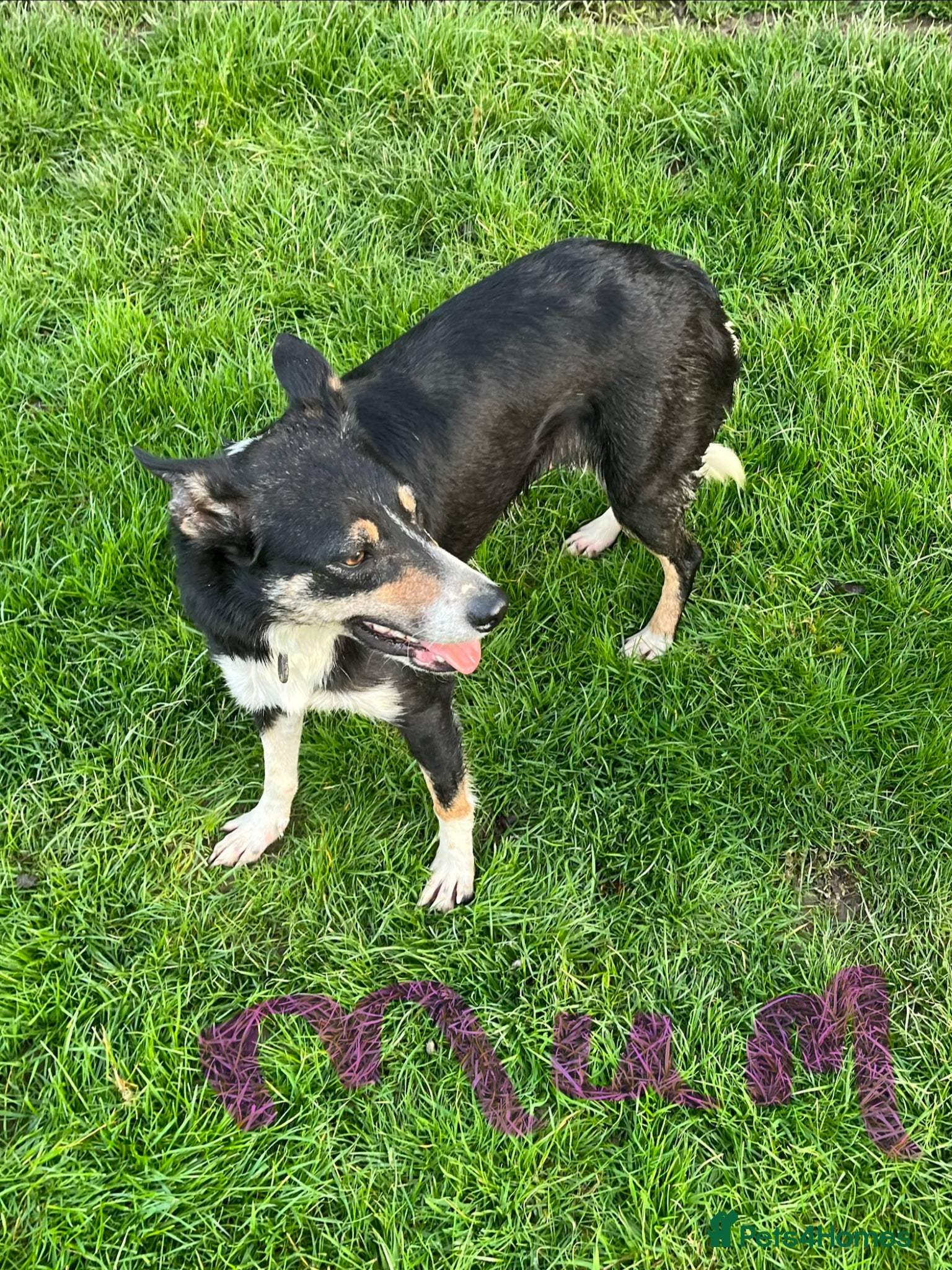 Border Collie dogs Border Collie Pups - Advert 2