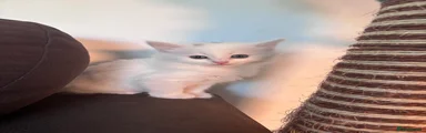 White long haired female kitten
