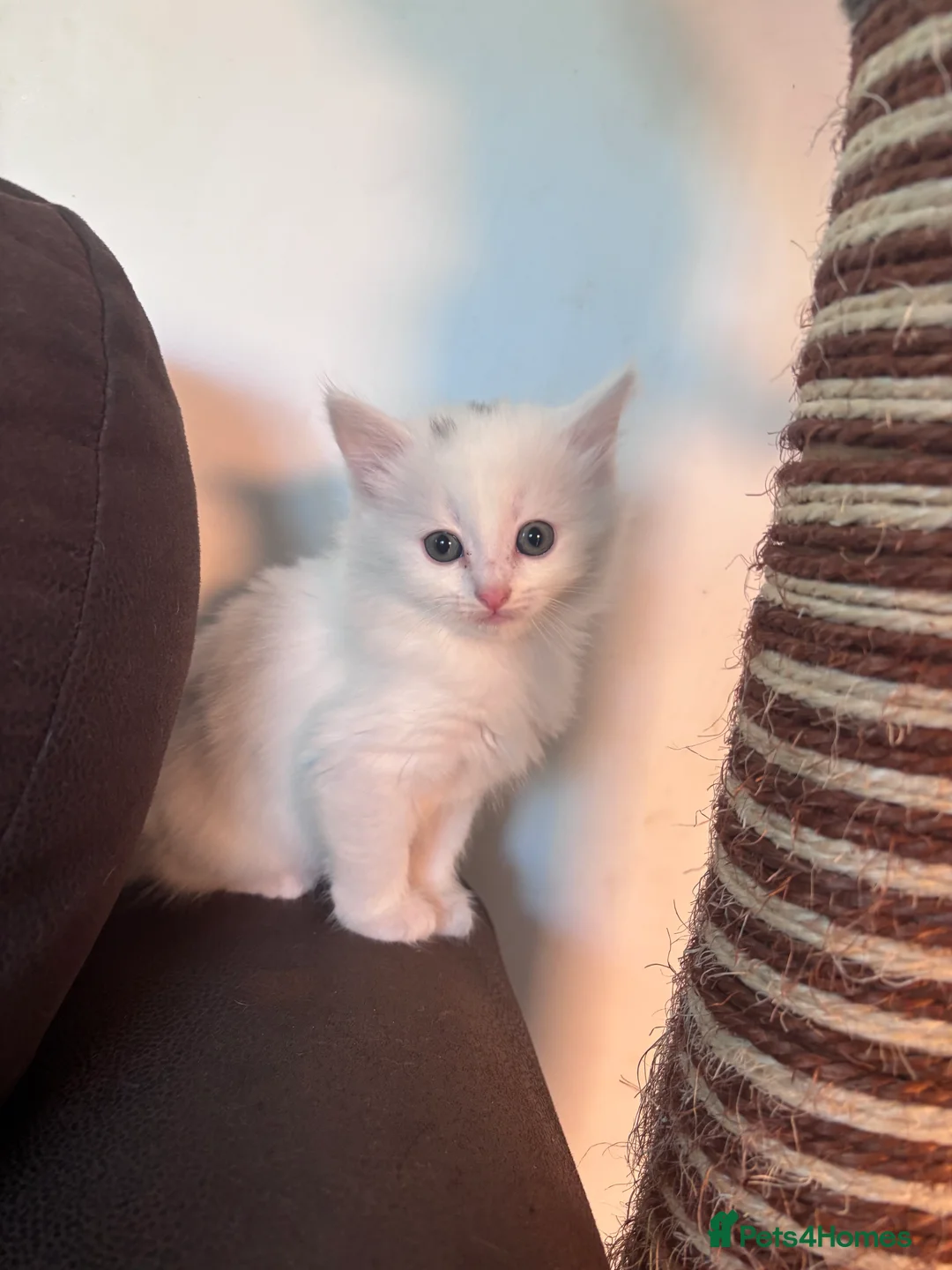 Mixed Breed cats for sale: Beautiful fluffy kittens - Advert 2