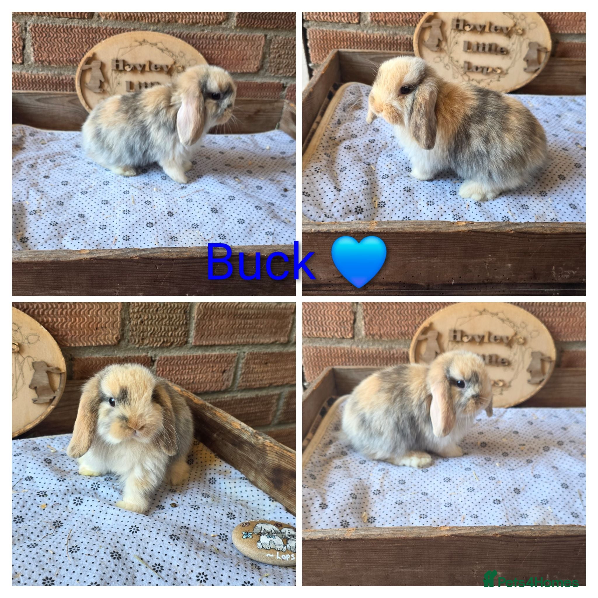 Mini Lop rabbits READY NOW Gorgeous pure breed mini lops  - Advert 1