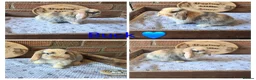 Mini Lop rabbits for sale: Gorgeous pure breed mini lops  - Advert 8