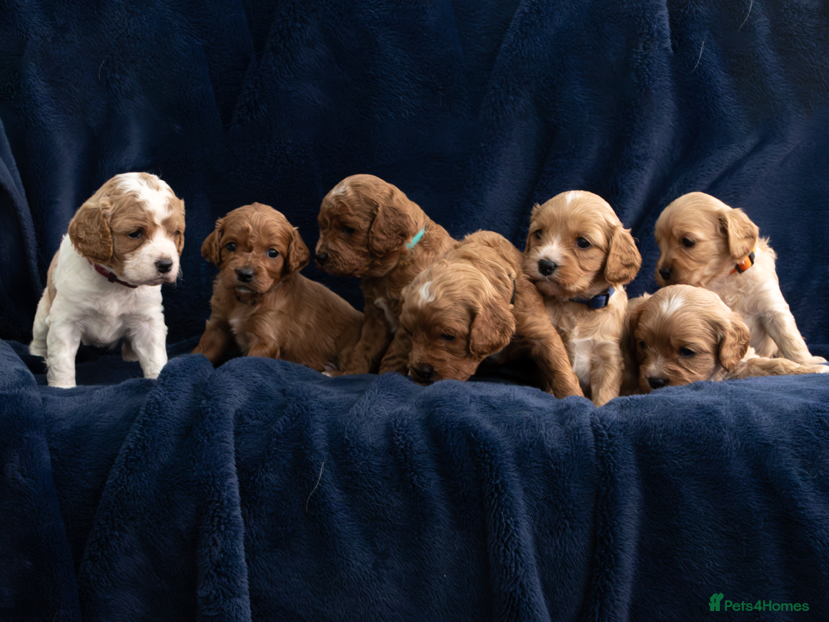 Cavapoo dogs Adorable Cavapoo Puppies for Sale - Advert 4