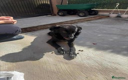 Mixed Breed dogs for adoption: Spider for adoption - Image 6