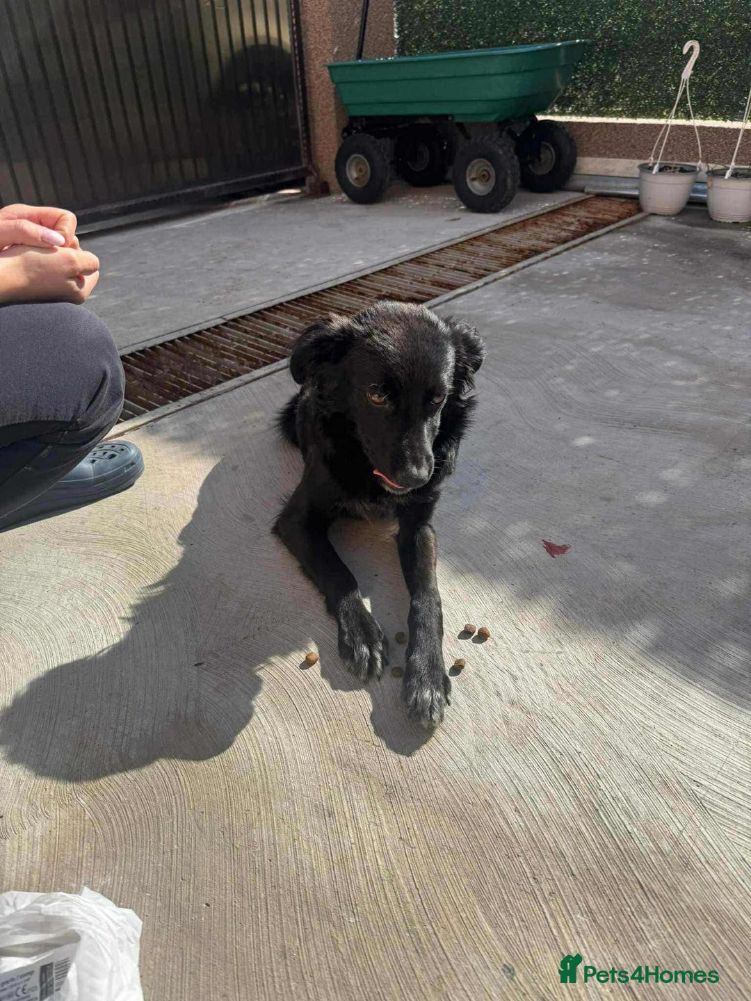 Mixed Breed dogs for adoption: Spider for adoption - Image 6