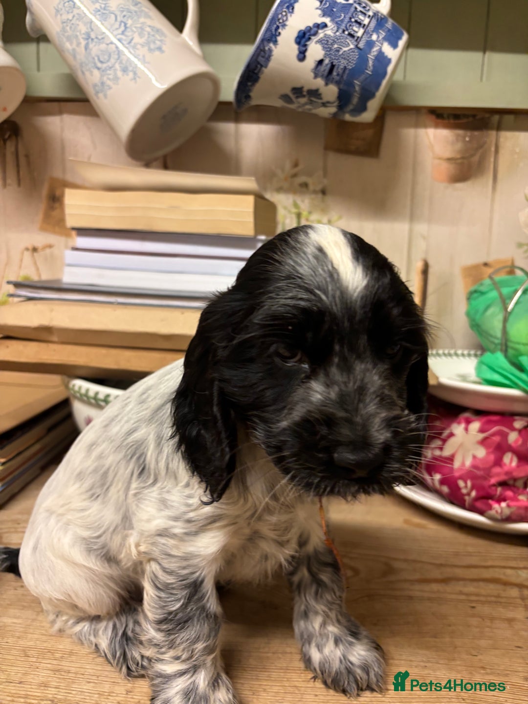 Cocker Spaniel dogs for sale: Show Cocker Pups - Image 4