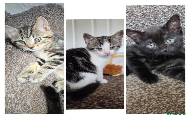 Mixed Breed cats - Advert 9