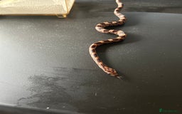 Corn Snake reptiles for sale: Tessera het lavender cornsnakes - Image 4