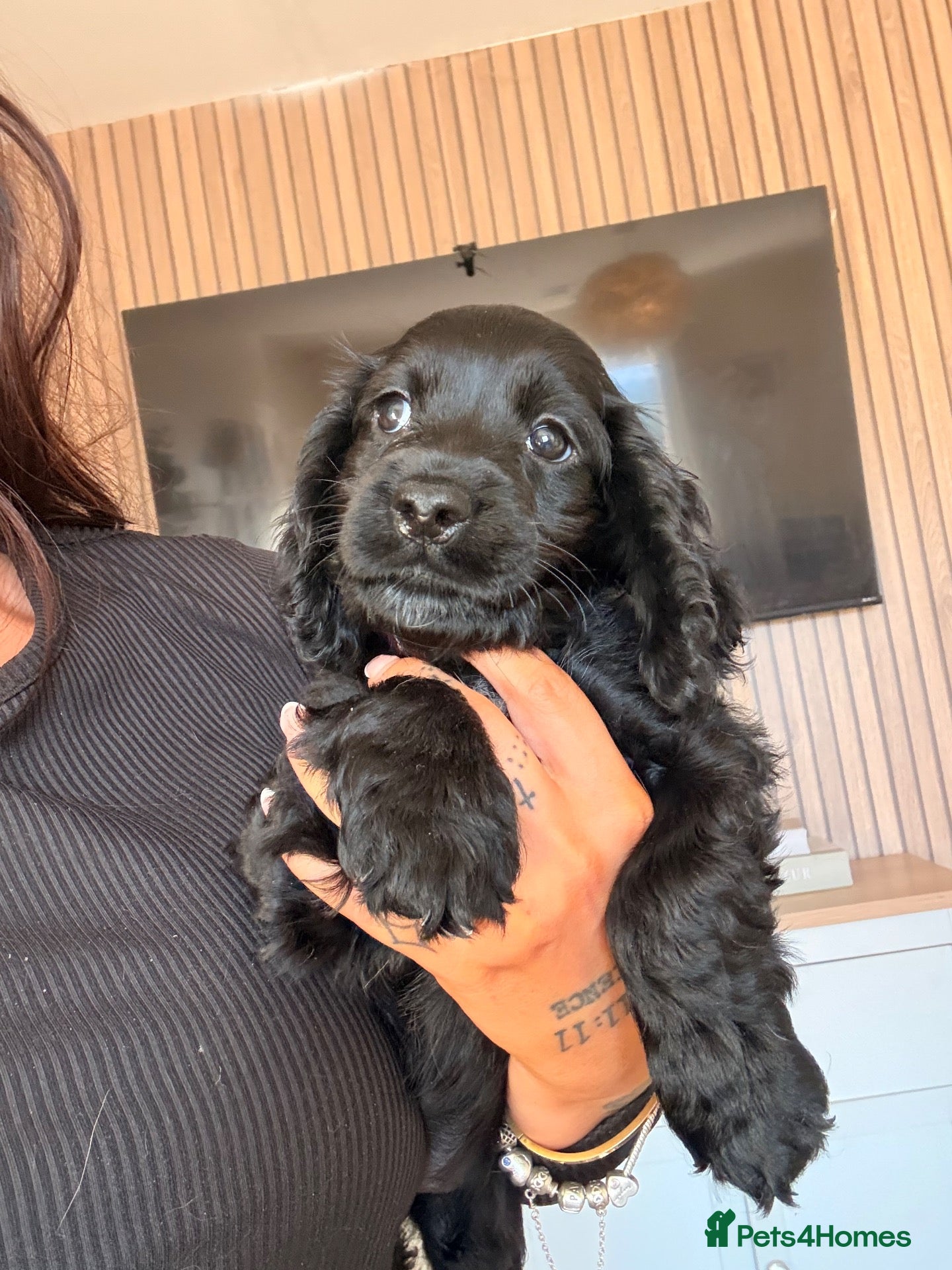 Cocker Spaniel dogs for sale: Gorgeous cocker spaniels READY NOW 💖🐾 - Advert 19