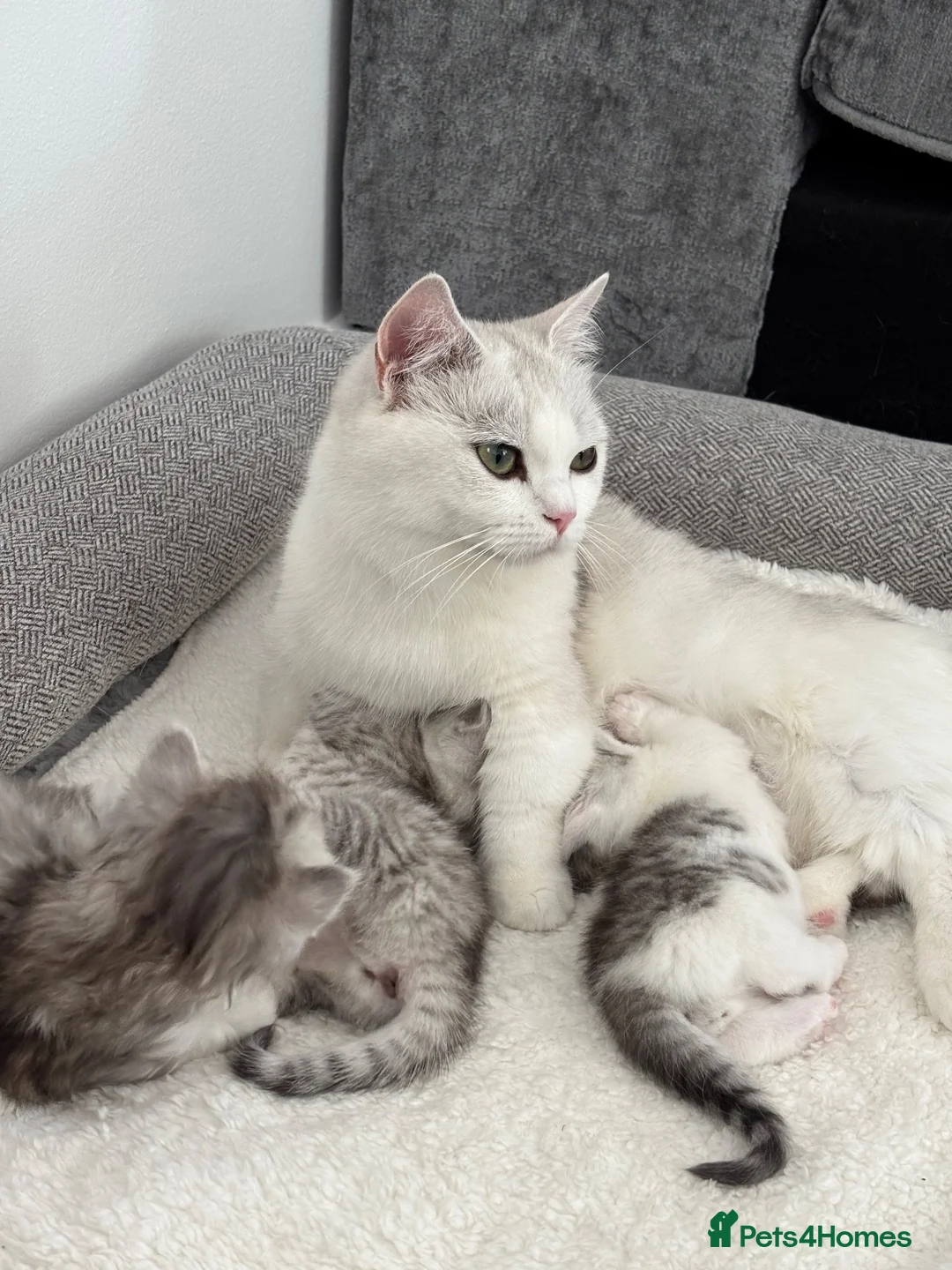 Munchkin cats for sale: 4 BSH Munchkins 2 female(1 very short leg) 2 male  - Advert 33