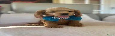 Cockapoo 1