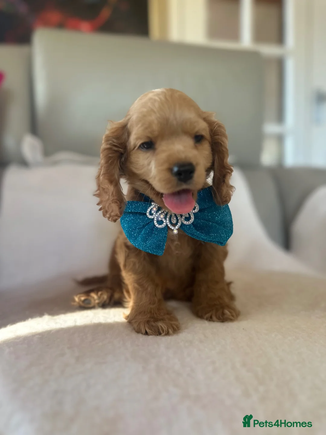 Cockapoo dogs for sale: Gorgeous yankydoodles  - Advert 2