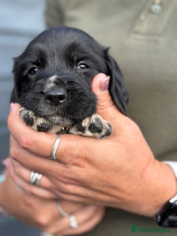 English Springer Spaniel dogs - Advert 1