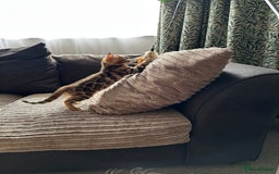 Bengal cats for sale: TICA Bengal kittens for sale . 🐱 - Image 32