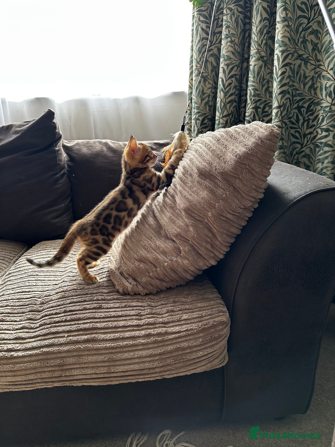 Bengal cats for sale: TICA Bengal kittens for sale . 🐱 - Image 32