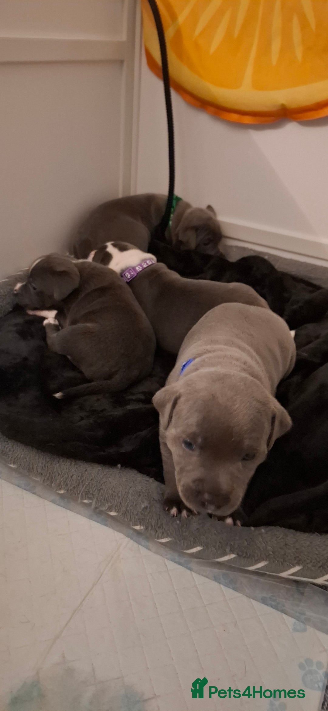 Staffordshire Bull Terrier dogs for sale: Blue Staffordshire bull terrier puppies  - Image 15