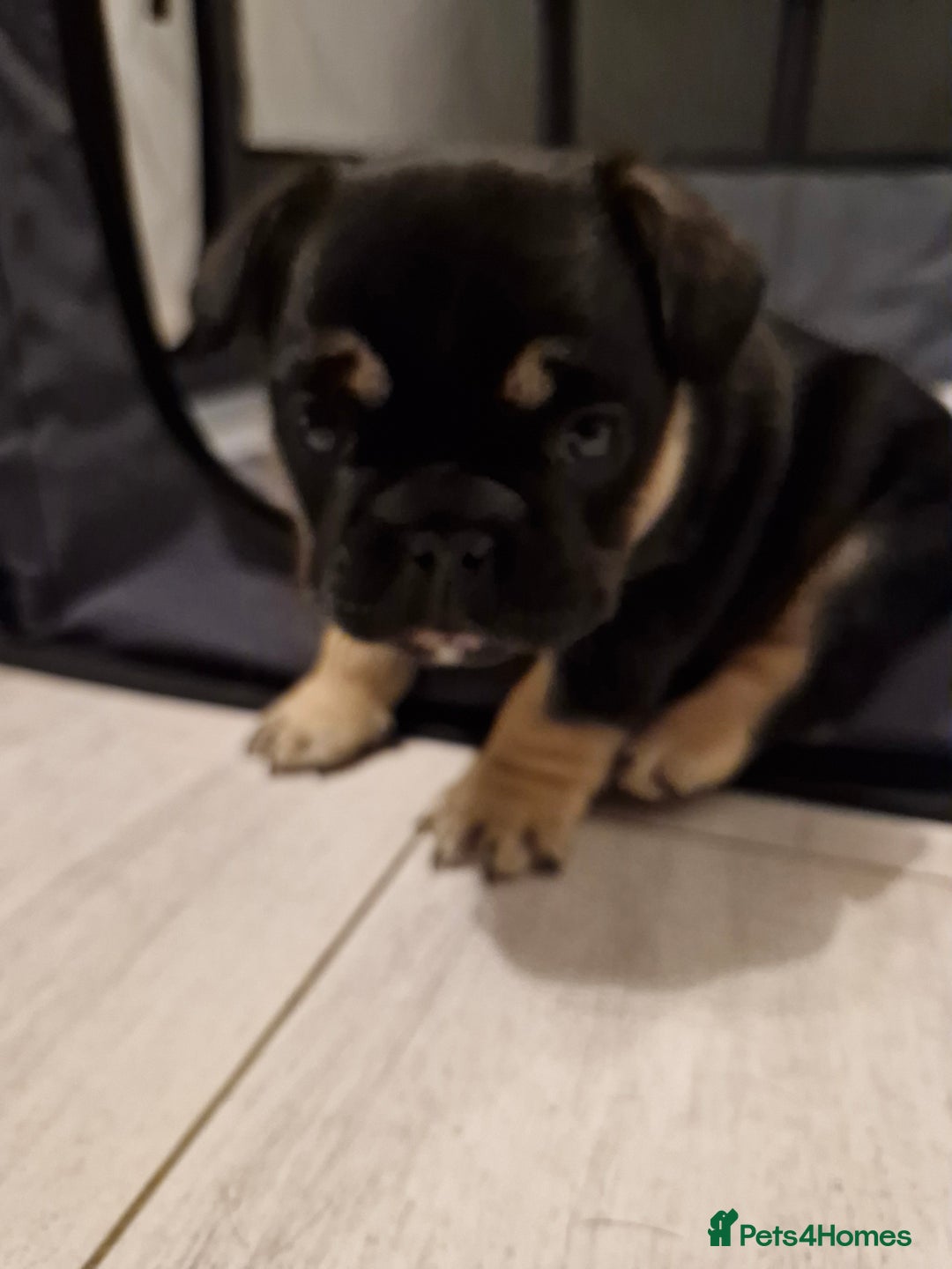 French Bulldog dogs for sale: French bulldogs - Advert 6