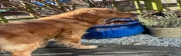 Golden Retriever dogs for sale: KC Golden Retriever Puppies - Advert 22
