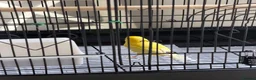 Canaries birds for sale: Canary  - Advert 5