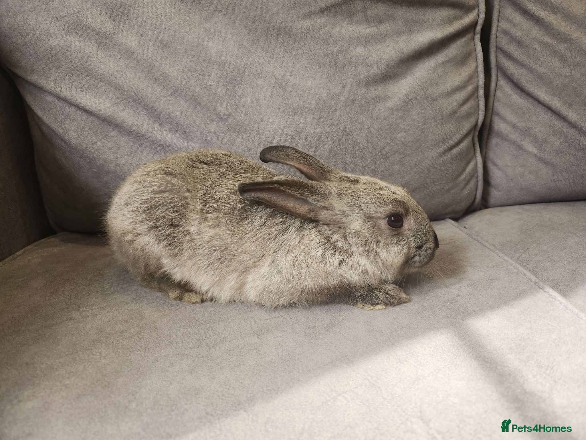 Mixed Breed rabbits 4 beautiful mixed breed rabbits see Description. - Advert 2