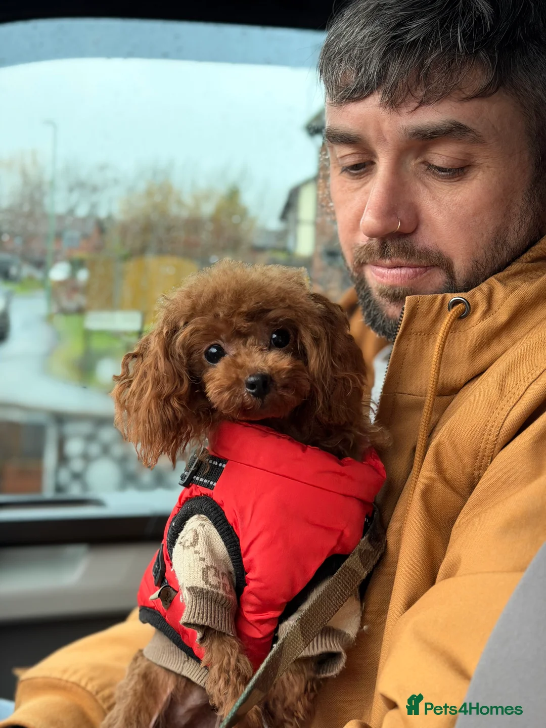 Toy Poodle dogs for stud: 🍒 Imported Tiny Red Asian Toy Poodle for Stud 🍒 - Advert 2