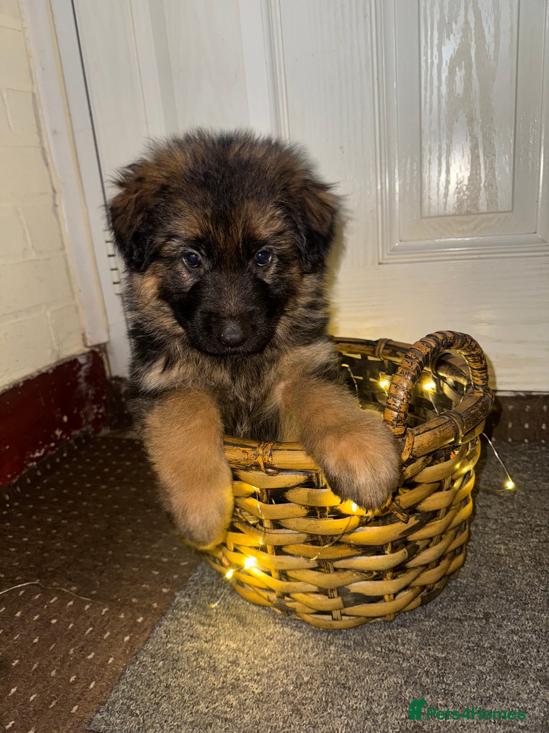 German Shepherd dogs for sale: Gorgeous 10 GSD Puppies Looking For Their Homes - Image 18