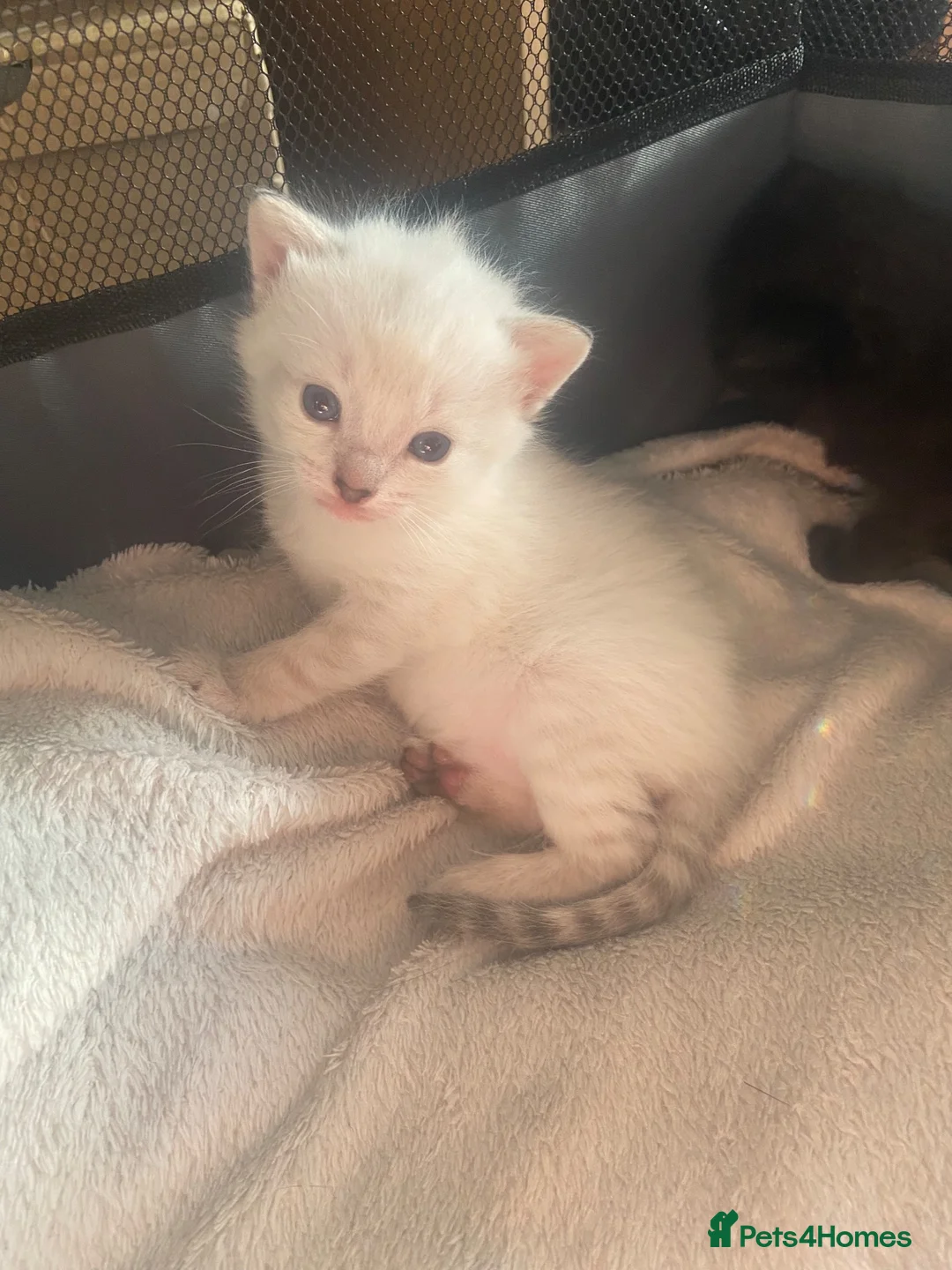 Ragdoll cats for sale: Half Ragdoll Kittens  - Advert 2