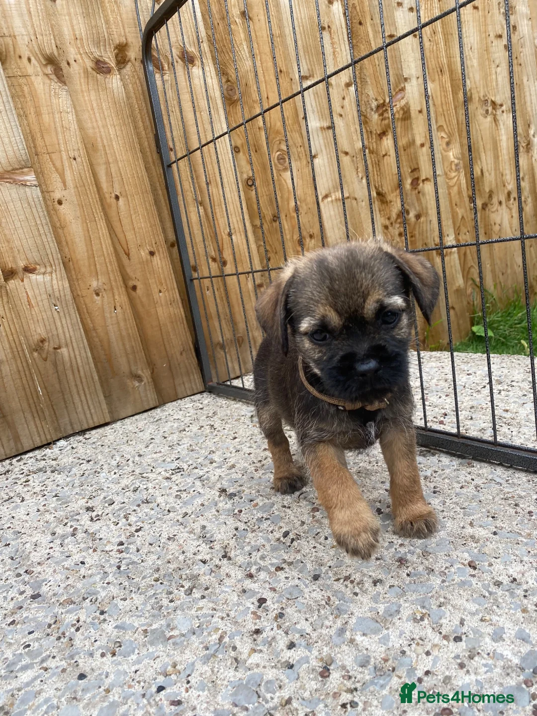 Border Terrier dogs for sale: ⭐️ KC BORDER TERRIERS, READY TO LEAVE NOW - Advert 2