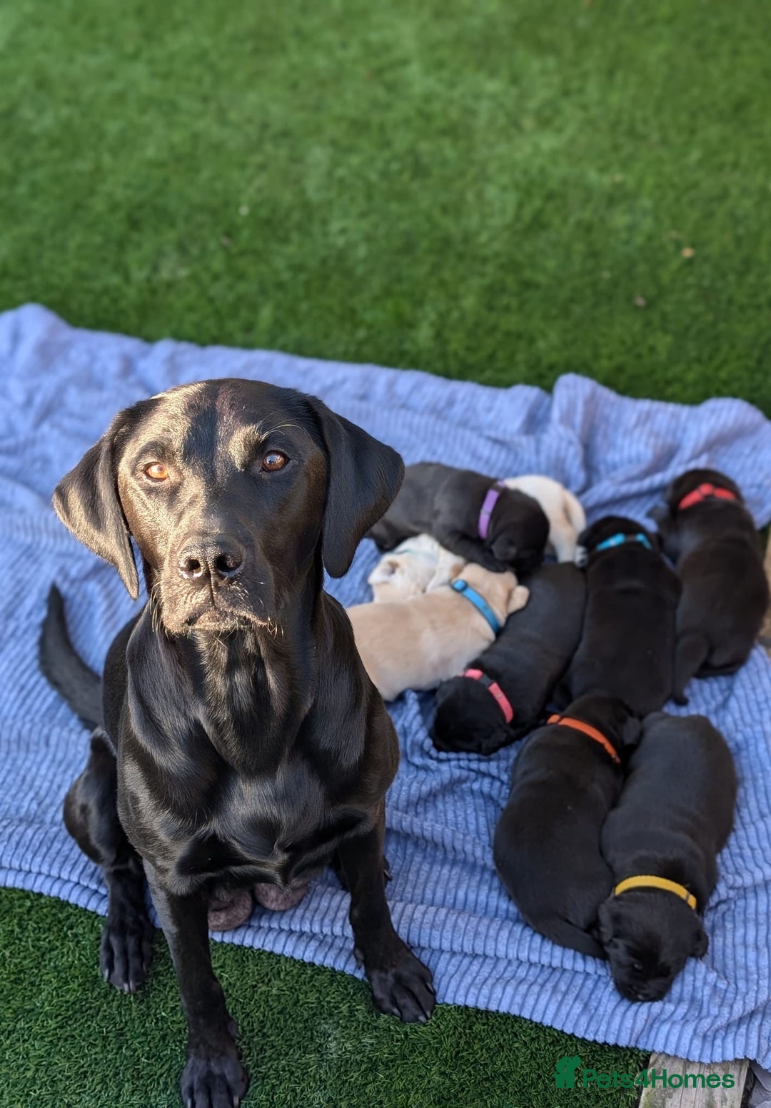 Labrador Retriever dogs for sale: Stunning labrador puppies from good working lines - Advert 12