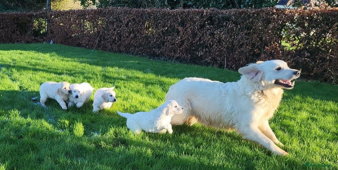 Golden Retriever dogs for sale: Stunning Golden Retriever Puppies - Image 8
