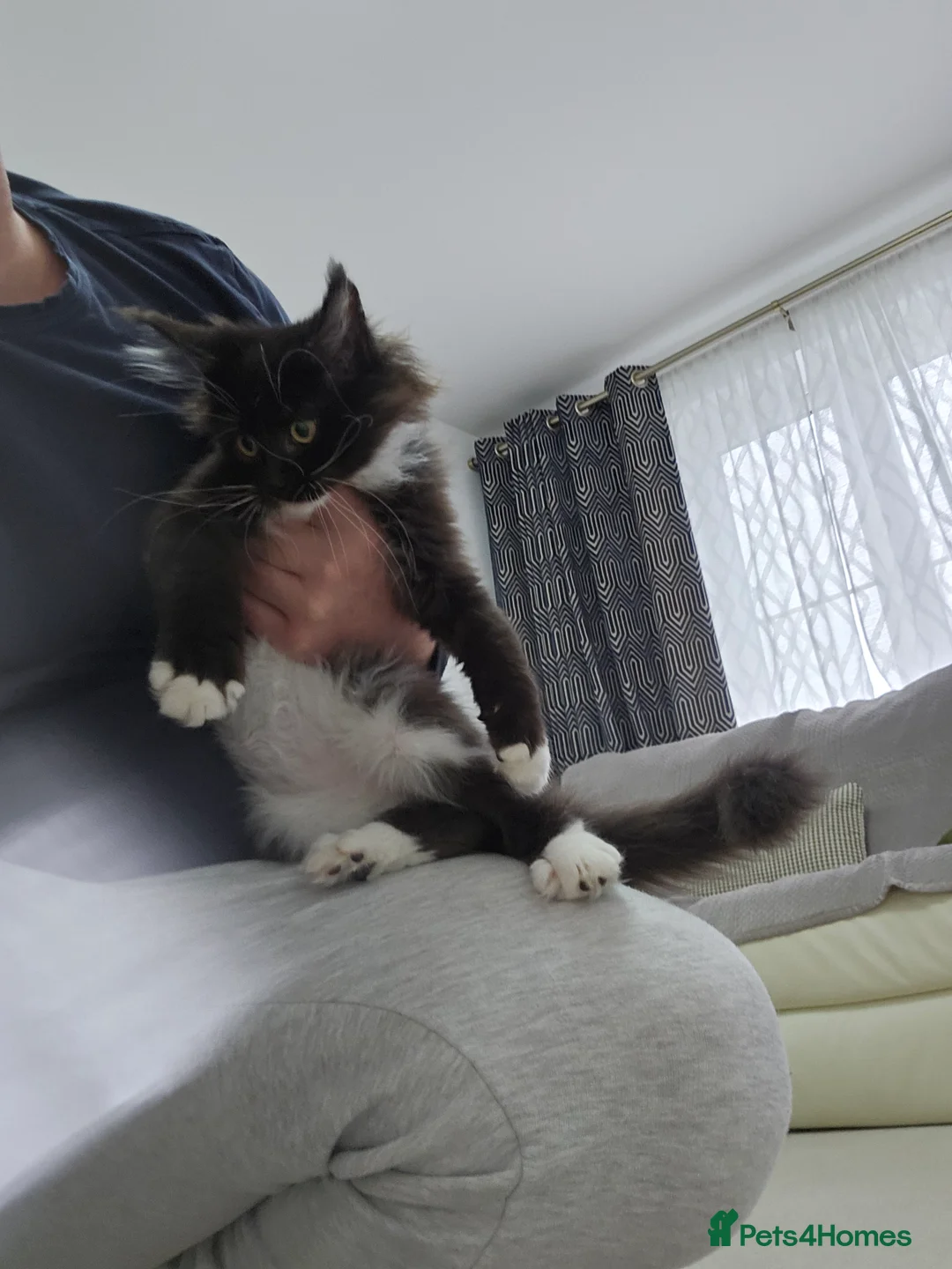 Maine Coon cats for sale: Giant Maine Coon  - Advert 7