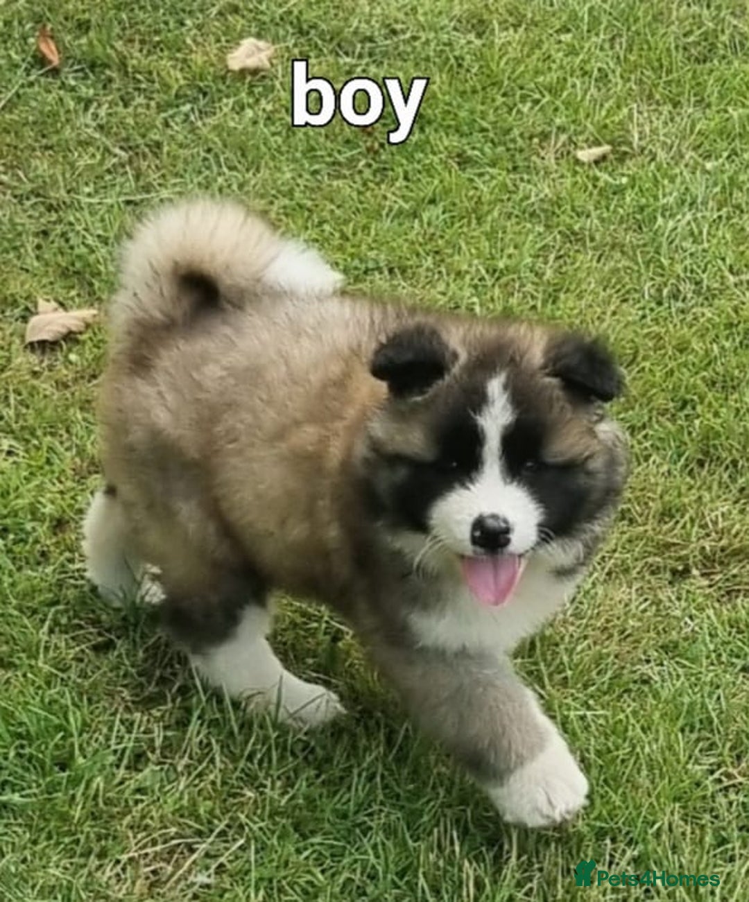 Akita dogs for sale: Akita pup READY in Sunderland - Image 9
