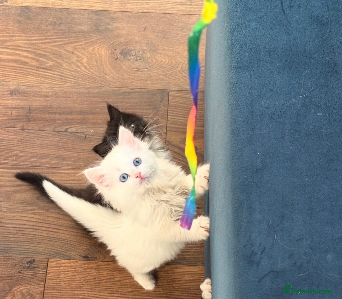 Mixed Breed cats Ragdoll x Turkish Angora kittens - Advert 5