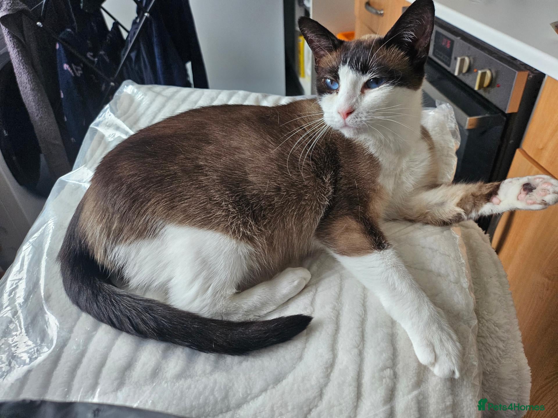 Snowshoe cats A VERY SPECIAL GIRL LOOKING FOR HER FOREVER HOME - Advert 2