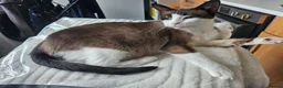 Snowshoe cats for sale: A VERY SPECIAL GIRL LOOKING FOR HER FOREVER HOME - Advert 5