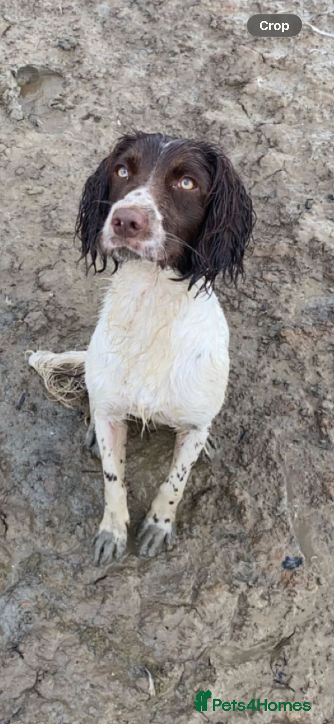English Springer Spaniel dogs for stud: English springer spaniel  - Advert 3