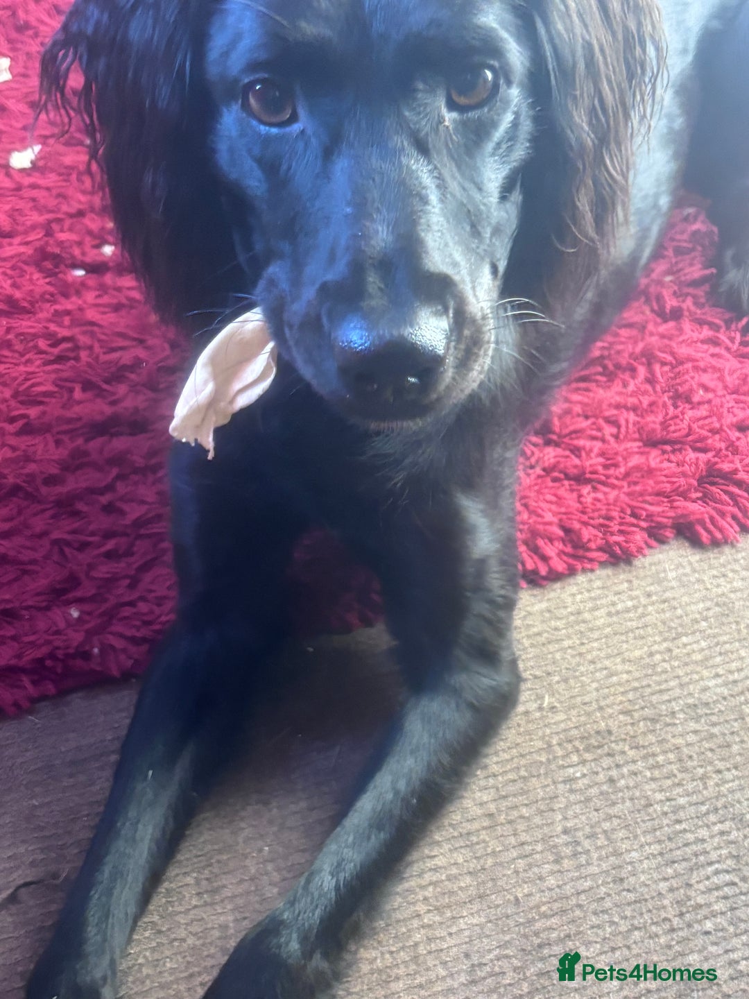 Mixed Breed dogs for sale: Male saluki/labradoor for rehoming  - Advert 3