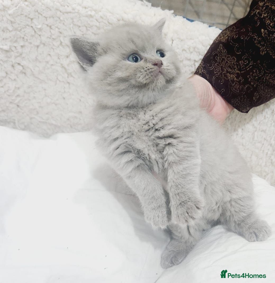 British Shorthair cats British shorthair kittens  - Advert 2