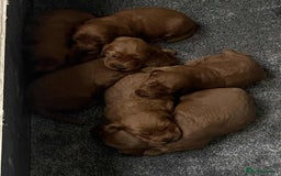 Cockapoo dogs for sale: F2 Cockapoo - Image 12