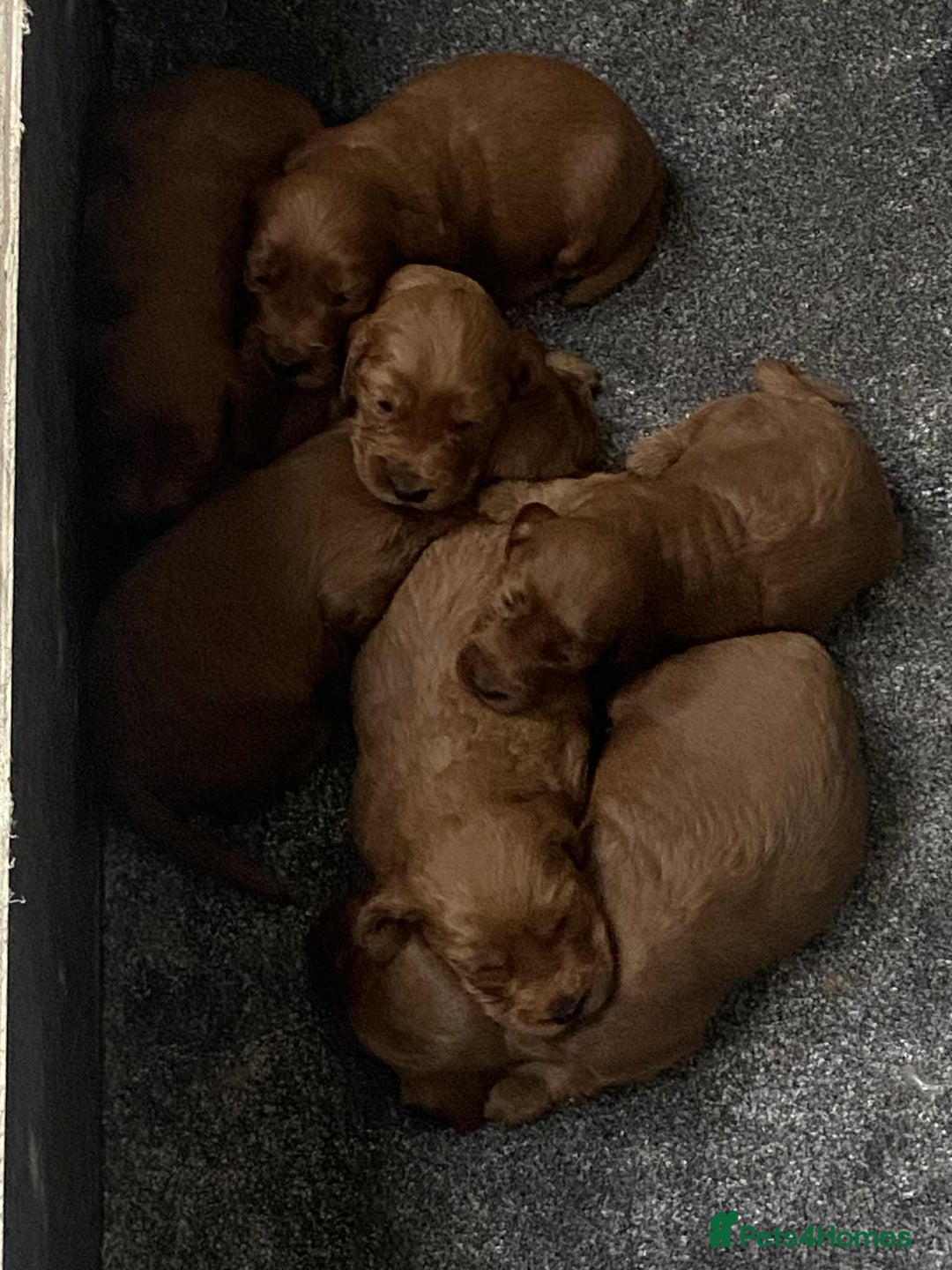 Cockapoo dogs for sale: F2 Cockapoo - Image 12