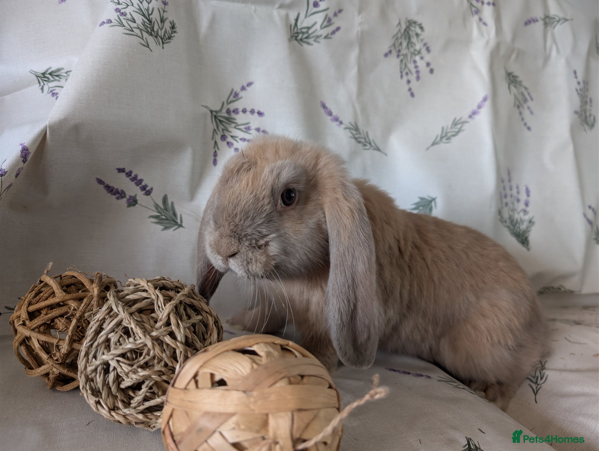French Lop rabbits French lops  - Advert 5