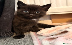 Maine Coon cats for sale: Part Maine Coon READY 8th December  - Advert 4