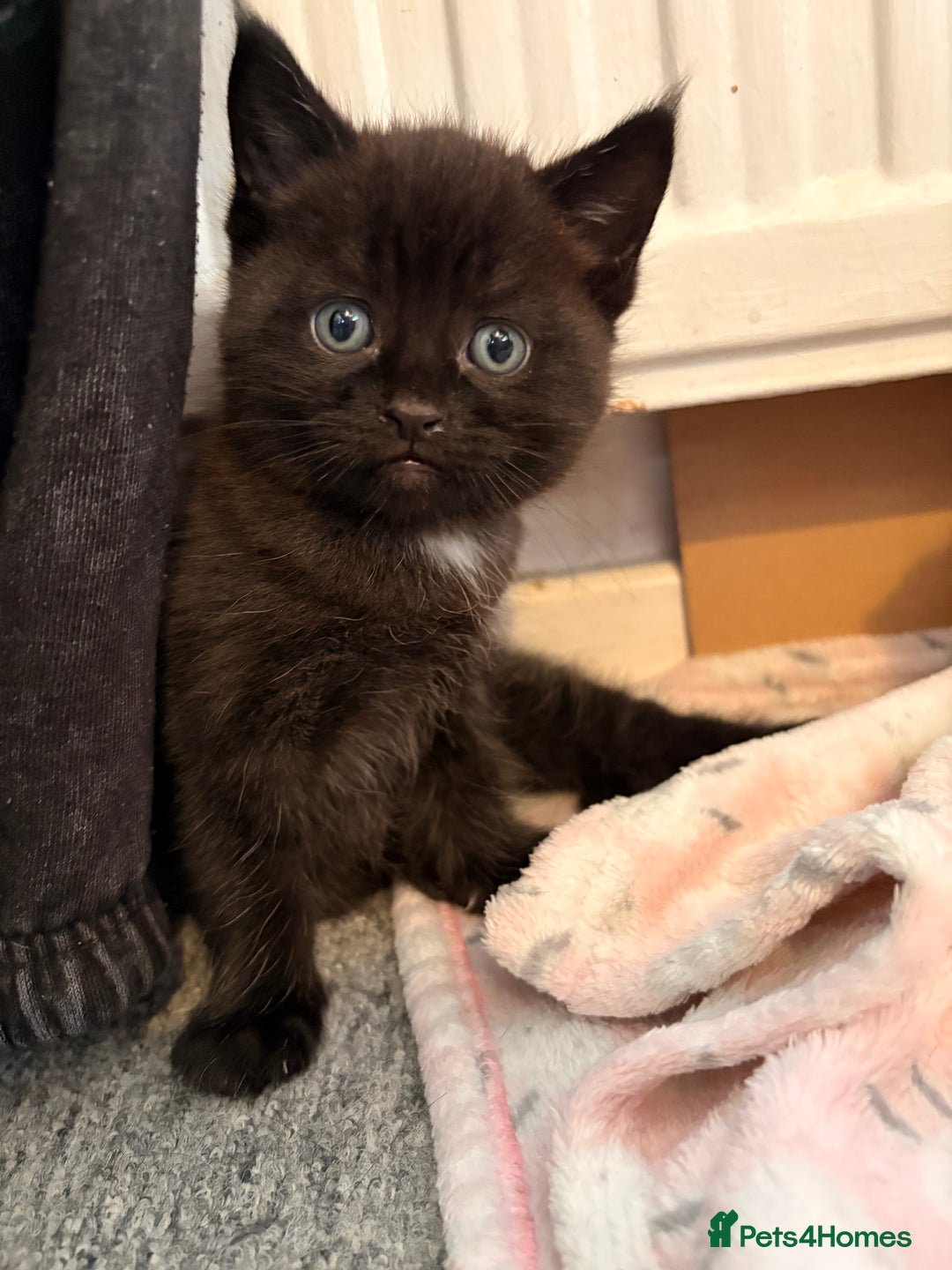 Maine Coon cats for sale: Part Maine Coon READY 8th December  - Advert 4