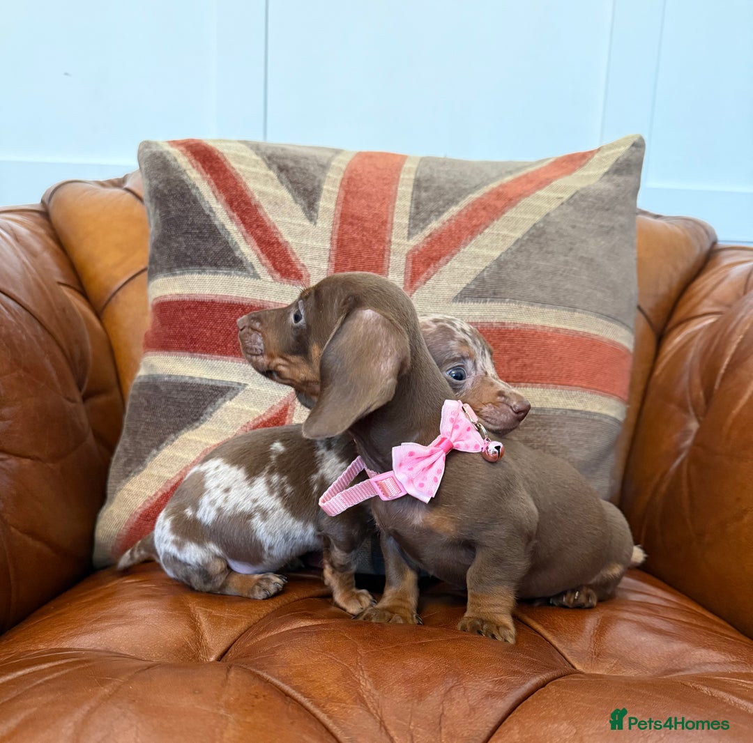 Miniature Dachshund dogs for sale: Beautiful Miniature Dachshunds 5 ⭐ License Breeder - Advert 14