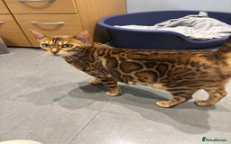 Bengal cats for sale: Amazing brown rosetted Bengal girl kittens - Image 6